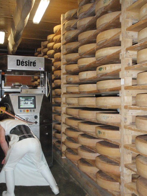 Depuis peu la fruitière a fait l’acquisition d’un robot qui tourne et salle les fromages.